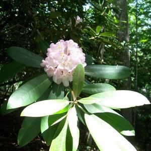 Meet your Posher, Carol